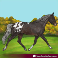 Horse Color:Silver Brown Tobiano Blanket
