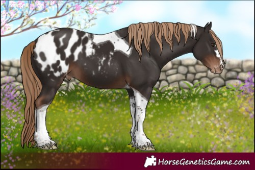 Horse Color:Liver Chestnut Tobiano Blanket 
