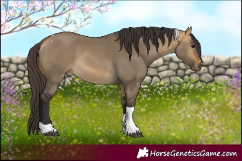 Horse Color:Buckskin Dun Tobiano 