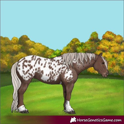 Horse Color:Silver Black Tobiano Appaloosa 