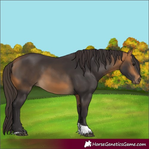 Horse Color:Buckskin Tobiano 