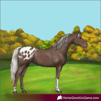 Horse Color:Silver Black Tobiano Appaloosa Rabicano 