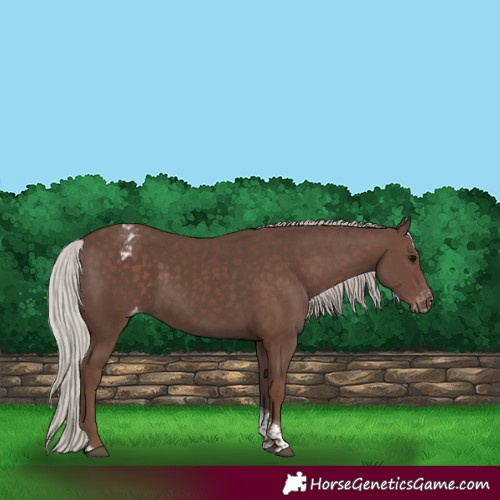 Horse Color:Silver Black Tobiano Appaloosa