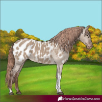 Horse Color:Liver Red Dun Tobiano Appaloosa
