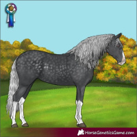 Horse Color:Silver Black Chinchilla Splash 