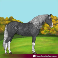 Horse Color:Silver Black Chinchilla Splash