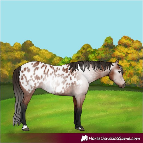 Horse Color:Gray Bay Appaloosa 