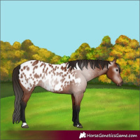 Horse Color:Gray Bay Appaloosa 