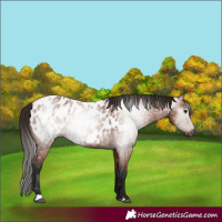 Horse Color:Gray Bay Appaloosa