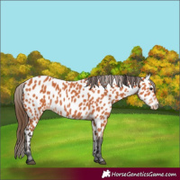 Horse Color:Bay Leopard 