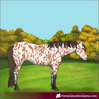 Horse Color:Bay Appaloosa 