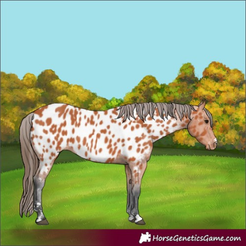 Horse Color:Bay Appaloosa