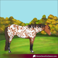 Horse Color:Bay Appaloosa