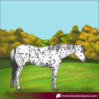 Horse Color:Black Appaloosa