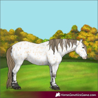 Horse Color:Buckskin Appaloosa