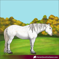 Horse Color:Buckskin Near Leopard 