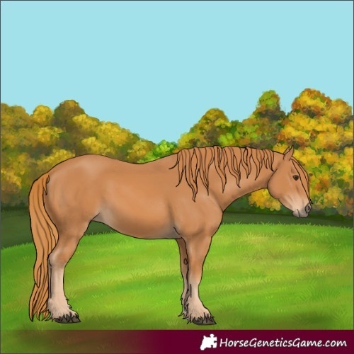 Horse Color:Chestnut 