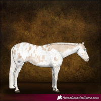 Horse Color:Liver Chestnut Snowdrop Pearl Mushroom Splash Tobiano Appaloosa 