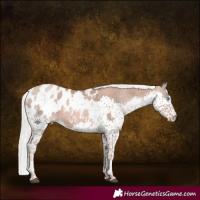 Horse Color:Liver Chestnut Pearl Mushroom Splash Tobiano Appaloosa