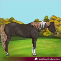 Horse Color:Liver Chestnut Tobiano Appaloosa 