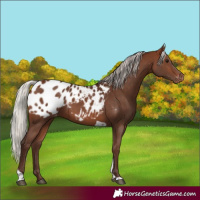 Horse Color:Silver Bay Tobiano Blanket
