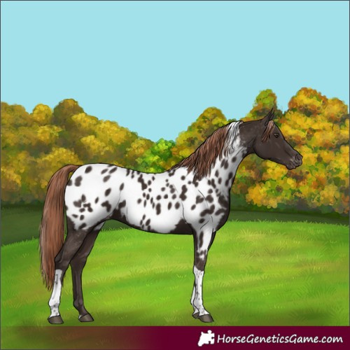 Horse Color:Liver Chestnut Tobiano Appaloosa 