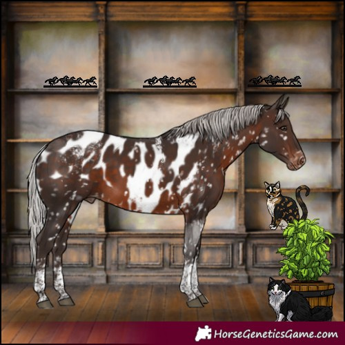 Horse Color:Powder White Silver Brown Mushroom Tobiano Skewed Appaloosa Rabicano 