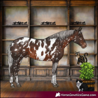 Horse Color:Powder White Silver Brown Mushroom Tobiano Skewed Appaloosa Rabicano