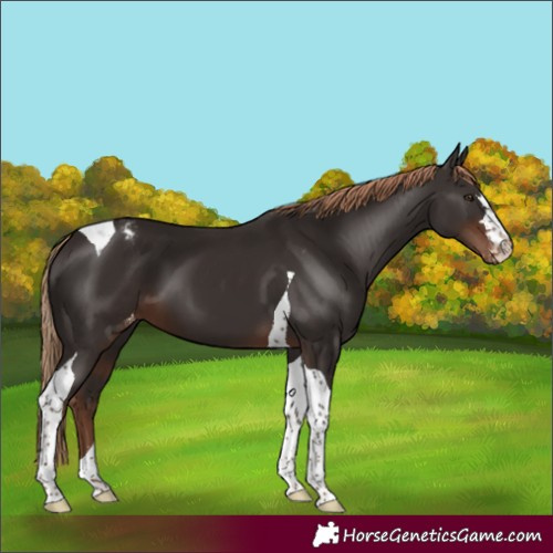 Horse Color:Liver Chestnut Tobiano Appaloosa