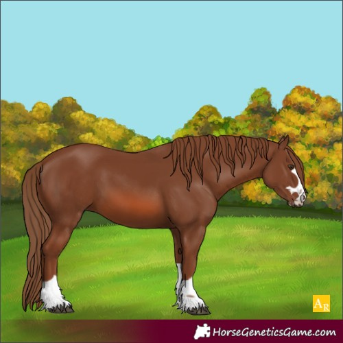 Horse Color:Chestnut 