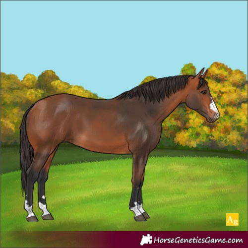 Horse Color:Bay 