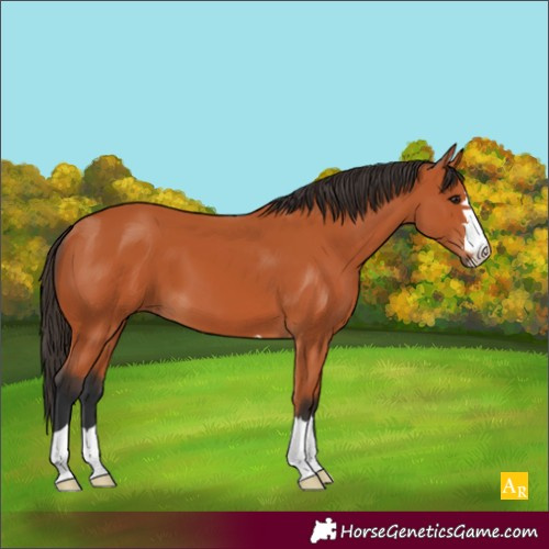 Horse Color:Bay 