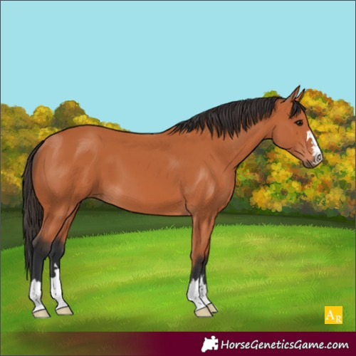 Horse Color:Bay 