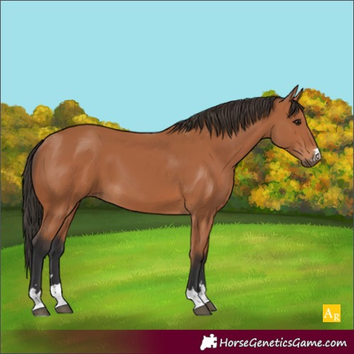 Horse Color:Bay 