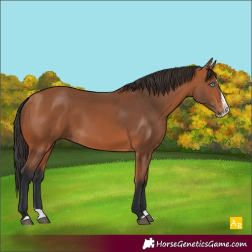 Horse Color:Bay Splash 