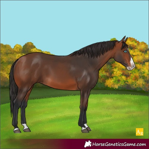 Horse Color:Bay Splash 