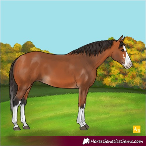 Horse Color:Bay Splash 