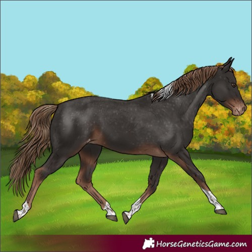 Horse Color:Liver Chestnut Tobiano Varnish