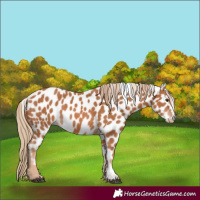 Horse Color:Chestnut Appaloosa 