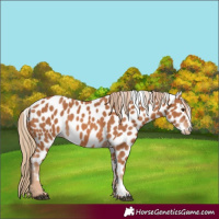 Horse Color:Chestnut Appaloosa