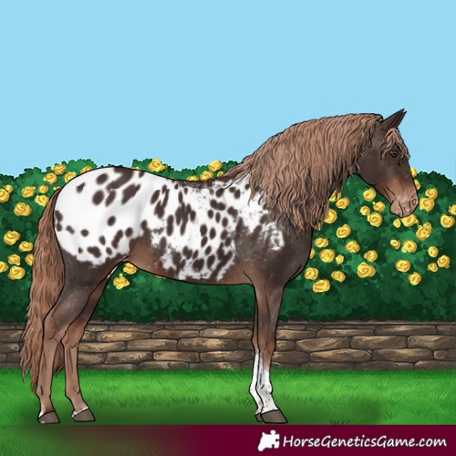 Horse Color:Liver Chestnut Tobiano Appaloosa 