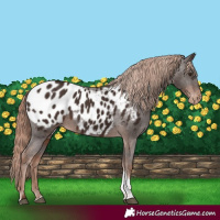 Horse Color:Liver Chestnut Tobiano Appaloosa 