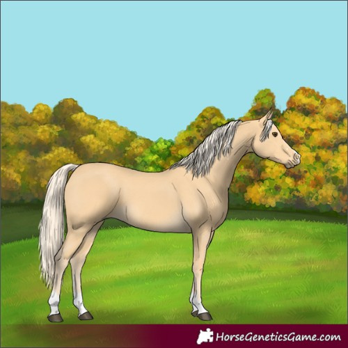 Horse Color:Palomino 