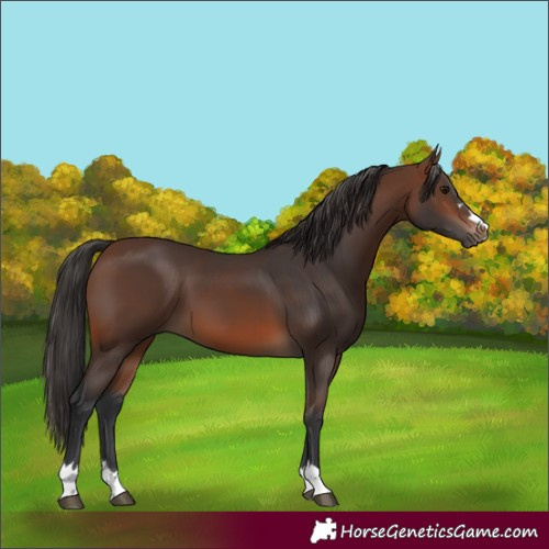 Horse Color:Brown 