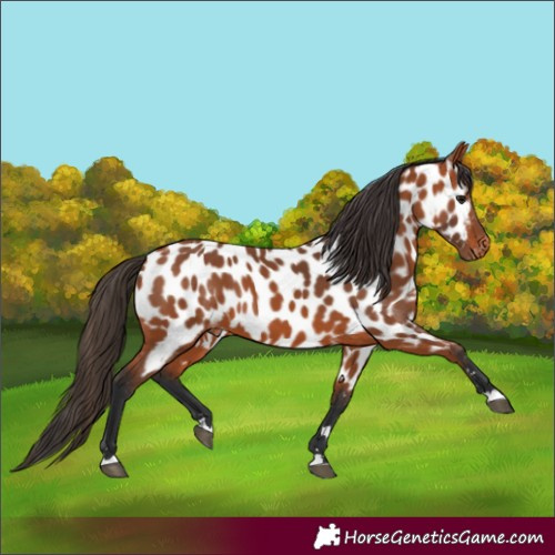 Horse Color:Bay Appaloosa 