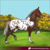 Horse Color:Silver Bay Tobiano Appaloosa