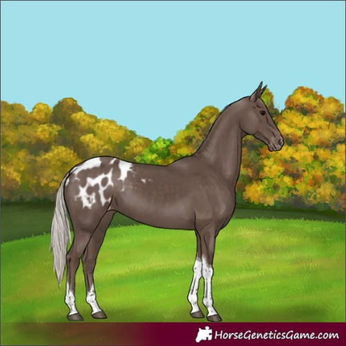 Horse Color:Silver Black Tobiano Appaloosa 