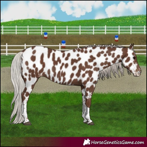 Horse Color:Silver Black Tobiano Appaloosa