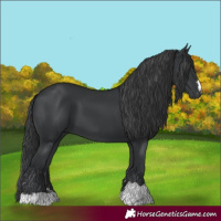 Horse Color:Black 