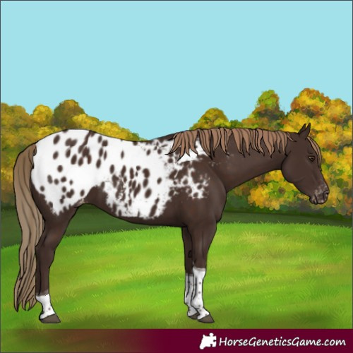 Horse Color:Liver Chestnut Tobiano Appaloosa 